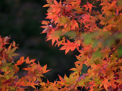 

Posterhouzz Autumn Fine Art Print Poster Fine Art Print(12 inch X 18 inch, Rolled)