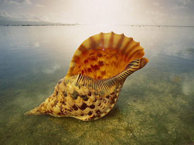 

Wildlife images posters for Room, Home and Office. Paper Print(18 inch X 12 inch, Rolled)