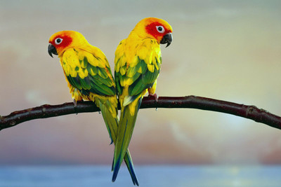 

Oshi- Beautiful Parrots (2) Paper Print(12 inch X 18 inch, Stretched)