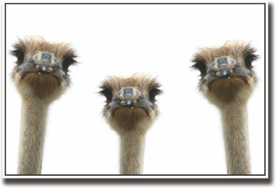 

Three Ostrich Fine Art Print(12 inch X 18 inch, Rolled)