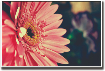 

Beautiful pink flower Fine Art Print(12 inch X 18 inch, Rolled)