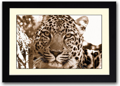 

Tiger Face Amazing Fine Art Print(14 inch X 20 inch, Framed)