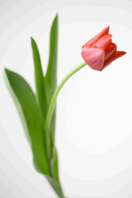 

Posterhouzz Flower Fine Art Print Poster Fine Art Print(18 inch X 12 inch, Rolled)