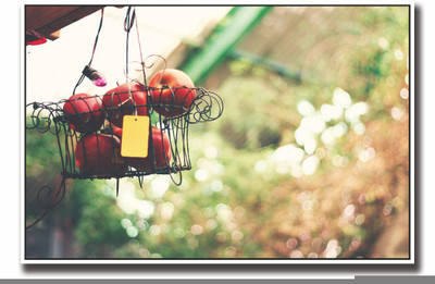 

Posterhouzz Hanging apples Fine Art Print(12 inch X 18 inch, Rolled)