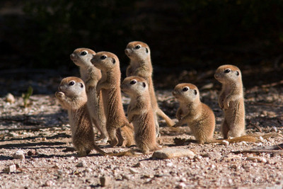 

Oshi - Tiny Meerkats Paper Print(12 inch X 18 inch, Stretched)