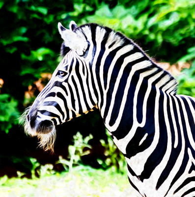 50% OFF on Zebra 03, Canvas Art(44 inch X 44 inch) 50% OFF on Zebra 03, Canvas Art(44 inch X 44 inch)