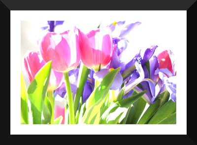

Tallenge - Tulips in the Sun - Premium Quality A3 Size Framed Poster Paper Print(17 inch X 12 inch, Framed)