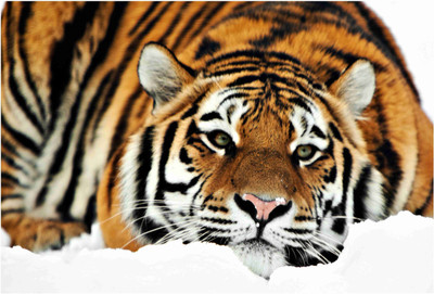 

Animals Paper Print(19 inch X 13 inch, Rolled)