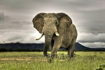 

African Elephant Paper Print(12 inch X 18 inch)
