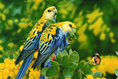 

Oshi - Beautiful Parrots Paper Print(12 inch X 18 inch, Stretched)