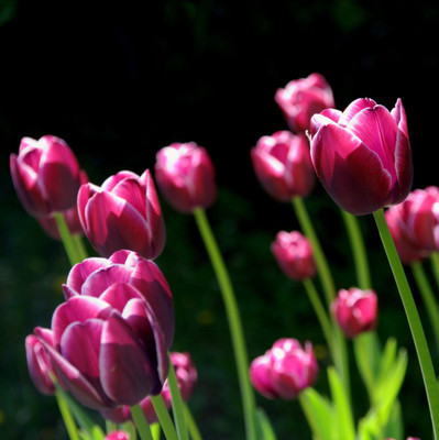 

Tallenge Christmas Collection - Spring Time Tulips - Framed Photo Print For Gifting And Home And Office Décor On Photographic Paper(12 inch X 12 inch, Framed)