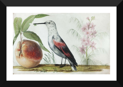 

Tallenge - Pietro Piani ,Birds and Fruit - Premium Quality A3 Size Framed Poster Paper Print(17 inch X 12 inch, Framed)