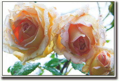 

Wet roses beautiful Fine Art Print(12 inch X 18 inch, Rolled)