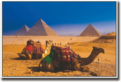 

Camels in Egypt Fine Art Print(12 inch X 18 inch, Rolled)
