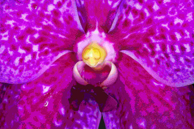 

Posterhouzz Flower Fine Art Print Poster Fine Art Print(12 inch X 18 inch, Rolled)