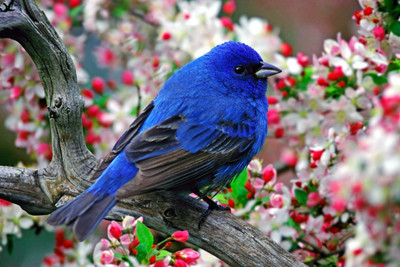 

Oshi - Blue Bird Paper Print(12 inch X 18 inch, Stretched)