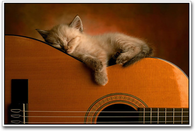 Cat on Acoustic Guitar Paper Print(12 inch X 18 inch)