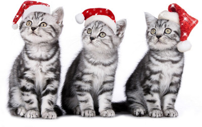 

Oshi - Christmas Cats Paper Print(12 inch X 18 inch, Streched)