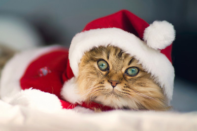 

Oshi - Cute Christmas Kitten Paper Print(12 inch X 18 inch, Streched)