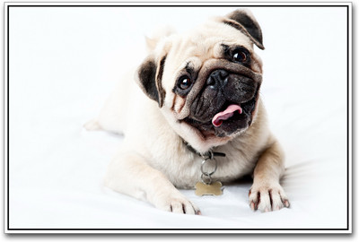 

Pug Dog Paper Print(12 inch X 18 inch)