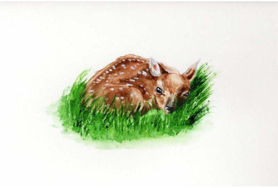 

Hi, I'm Deer - Medium Size Ready To Frame Rolled Digital Art Print On Photographic Paper(27 inch X 18 inch, Rolled)