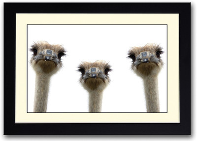 

Three Ostrich Fine Art Print(14 inch X 20 inch, Framed)