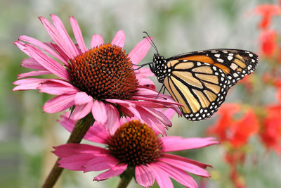 

Aura - Butterfly on Pink Flower Paper Print(12 inch X 18 inch)