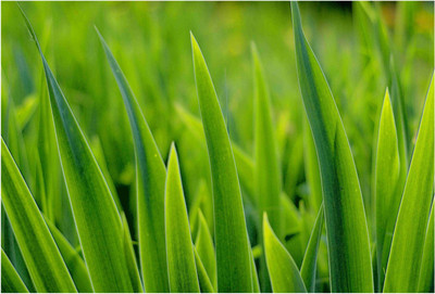 

Nature Paper Print(19 inch X 13 inch, Rolled)