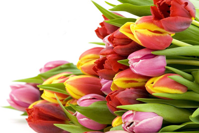 

Posterhouzz Flower Fine Art Print Poster Fine Art Print(12 inch X 18 inch, Rolled)