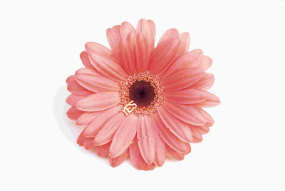 

Posterhouzz Flower Fine Art Print Poster Fine Art Print(12 inch X 18 inch, Rolled)