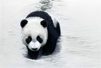 

Panda in the Snow Paper Print(13 inch X 19 inch, Rolled)