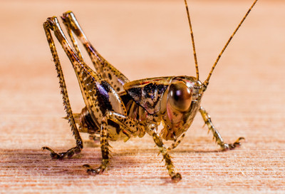 

Insect Close Up Photograph Photographic Paper(18 inch X 24 inch, Rolled)