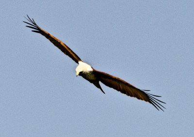 50% OFF on In Flight Canvas Art(28 inch X 40 inch)