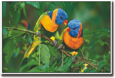 

Colourful parrots Fine Art Print(12 inch X 18 inch, Rolled)