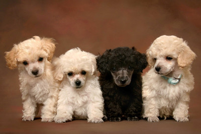 

Just Cute - White And Black Puppies Paper Print(12 inch X 18 inch, Stretched)