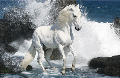 

WHITE HORSES C 12X18 INCHES Fine Art Print(12 inch X 18 inch)