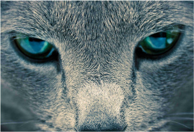 

Animals Paper Print(19 inch X 13 inch, Rolled)