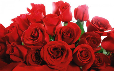 

Lovely Red Roses ON FINE ART PAPER HD QUALITY WALLPAPER POSTER Fine Art Print(19 inch X 13 inch, Rolled)