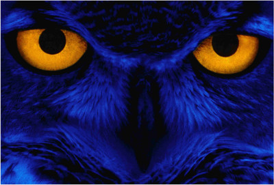

Birds Paper Print(19 inch X 13 inch, Rolled)