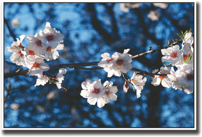 

White flowers photography Fine Art Print(12 inch X 18 inch, Rolled)