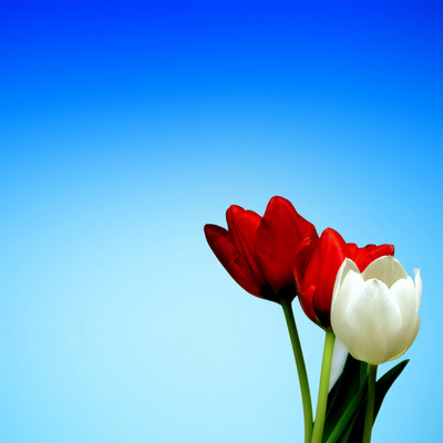 

Tallenge Christmas Collection - Red And White Tulips - Framed Photo Print For Gifting And Home And Office Décor On Photographic Paper(12 inch X 12 inch, Framed)