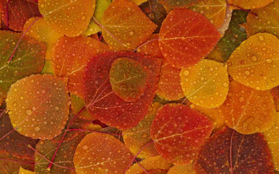 

Posterhouzz Autumn Fine Art Print Poster Fine Art Print(12 inch X 18 inch, Rolled)