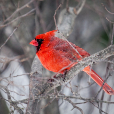 

Tallenge Christmas Collection - Red Bird - Framed Photo Print For Gifting And Home And Office Décor On Photographic Paper(12 inch X 12 inch, Framed)