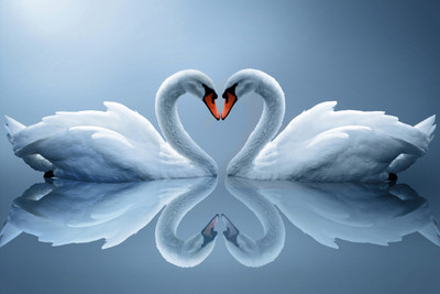 

Oshi - Heartly Love Paper Print(12 inch X 18 inch, Streched)