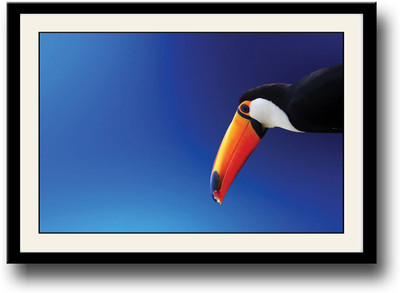 

Toco Tuocan Bird with orange beak Fine Art Print(10 inch X 14 inch, Framed)