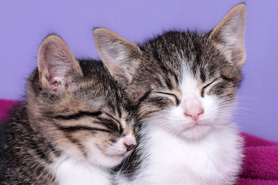 

Oshi - Cute Kittens (2) Paper Print(12 inch X 18 inch, Streched)