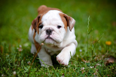 

Oshi - Cute Bulldog (3) Paper Print(12 inch X 18 inch, Streched)