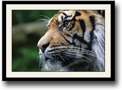 

Tiger face Fine Art Print(10 inch X 14 inch, Framed)