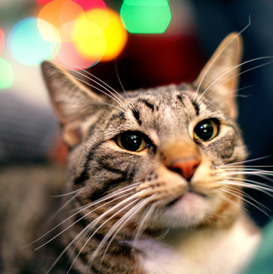 

Tallenge Christmas Collection - Cat With Bokeh Lights - Framed Photo Print For Gifting And Home And Office Décor On Photographic Paper(12 inch X 12 inch, Framed)