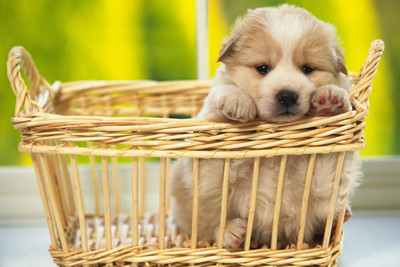 

Just Cute - Puppy in the Basket Paper Print(12 inch X 18 inch)